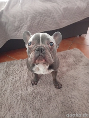 Französische Bulldog 