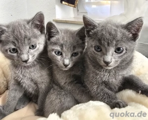 Russisch Blau Kitten mit 4-Generation-Stammbaum