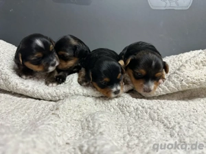 Yorkie-Mix Wurf
