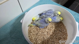 Nestjunge Rainbow Wellensittiche 