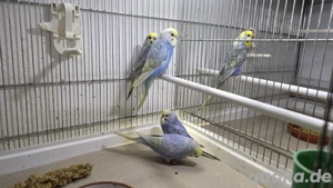 Nestjunge  Rainbow Wellensittiche 