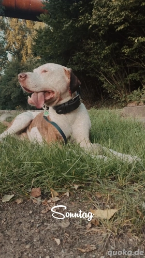 Balu der Bär  Bild 4