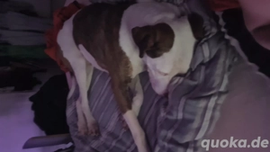 Balu der Bär  Bild 2