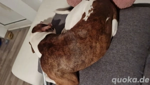 Balu der Bär  Bild 3