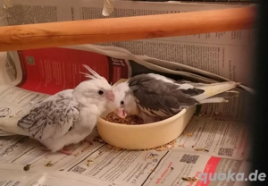 Baby Nymphensittiche mit Voliere, 2 Nymphensittich Babys abzugeben 