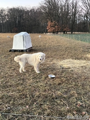 Maremmano Abruzzese Herdenschutzhund Rüde 