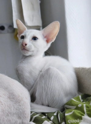 Peterbald Mädchen wie OKH 