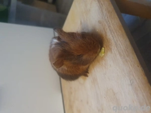 Meerschweinchenbabys 2Mütter und großes Gehege abzugeben