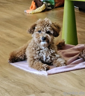 Maltipoo Welpe weiblich