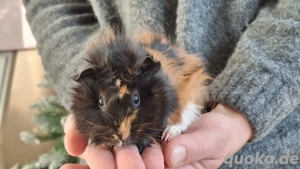 Junge Meerschweinchen Böcke Weibchen