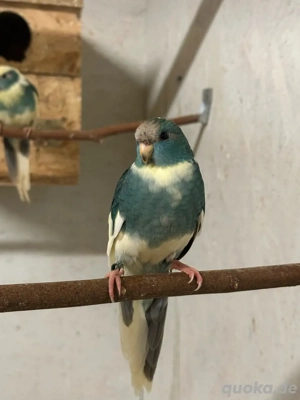 Ziegensittich Henne Blauschecke