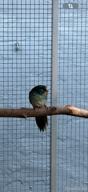 Ziegensittich Henne blaugesäumt