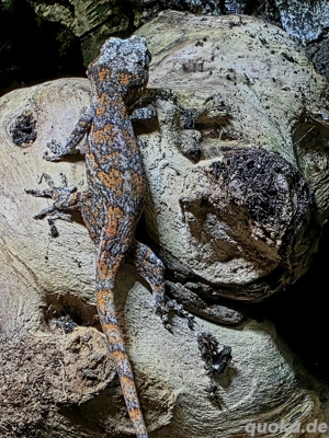 Rhacodactylus auriculatus