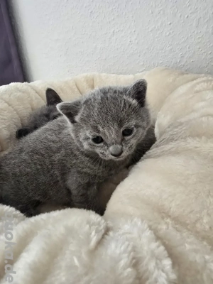 Russisch Blau Kitten mit 4-Generation-Stammbaum