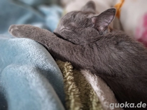 Kuschelbedürftiger BKH kater zu verkaufen 