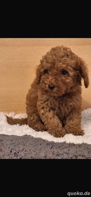 Zwergpudel Welpen mit Ahnentafel 