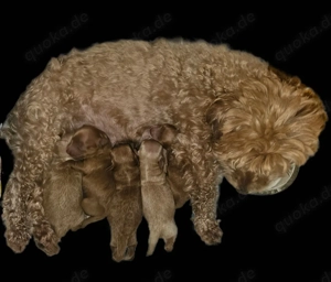 Maltipoo Welpen 