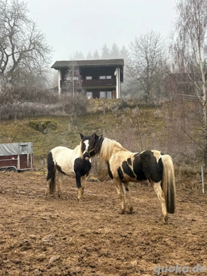 Reitbeteiligung am lieben wallach 1,40 stm