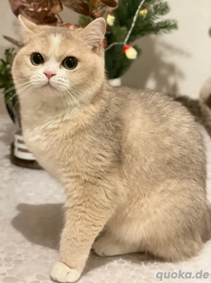 BKH Katze bicolor ay12 03 trägt cinnamon mit Stammbaum abgabebereit