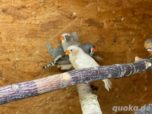 Junge Zebrafinken abzugeben