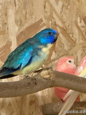 2 Glanzsittich Hähne blau