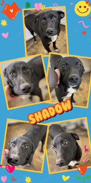 junger, wunderschöner Rüde "Shadow" wünscht sich so sehr eine Familie