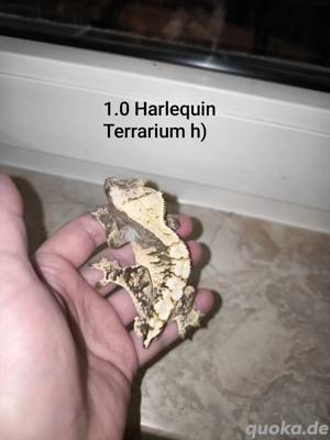 1.0 Kronengecko Harlequin 