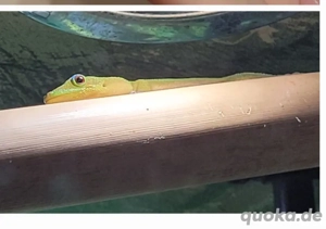 Goldstaubtaggeckos ( Phelsuma laticauda)