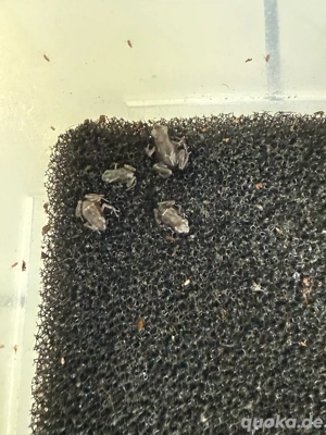 Dendrobates Auratus Pena Blanca