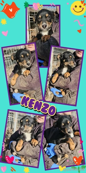 wunderschöner Welpenjunge "Kenzo" hast Du ein Körbchen für mich frei?