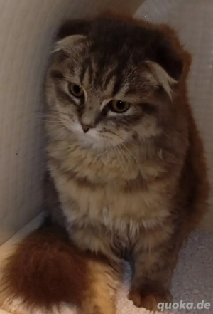 Drei liebenswerte Katzen suchen ein neues Zuhause.