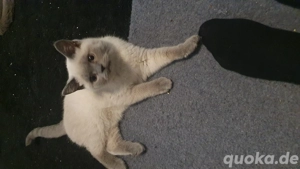 BKH Blue Point Kitten