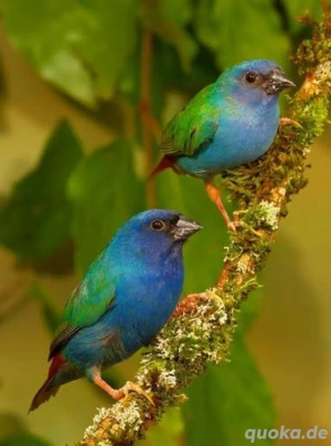 Papagaieamadinen abzugeben 