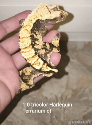 1.0 Kronengecko Tricolor Harlequin 