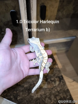 1.0 Kronengecko Tricolor Harlequin 