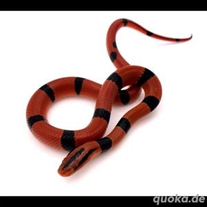 Suche Bambusnatter Bambusnattern Oreocryptophis porphyraceus pulchra 