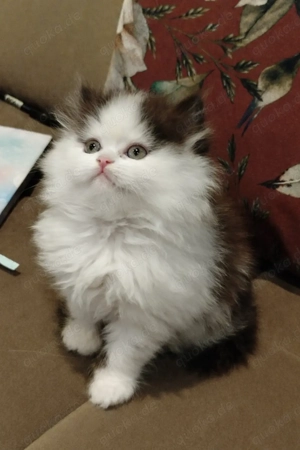 BLH Kitten,nur 1 frei  weiblich 