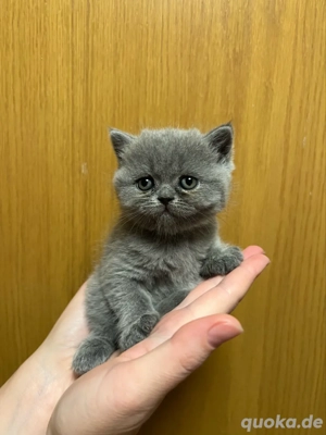 BKH kitten katze