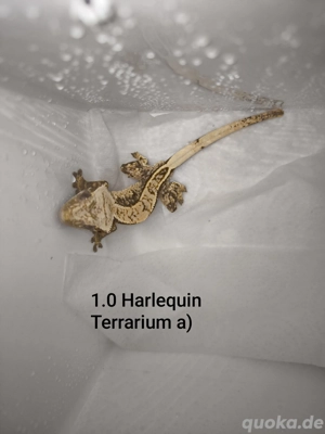 1.0 Kronengecko Harlequin 