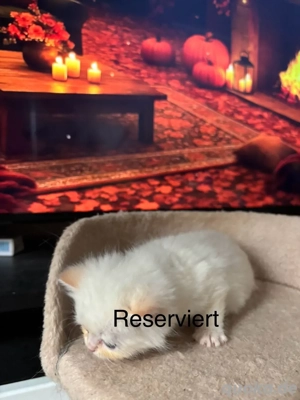 BKH Kitten zu verkaufen- nur 1 zu verfügbar