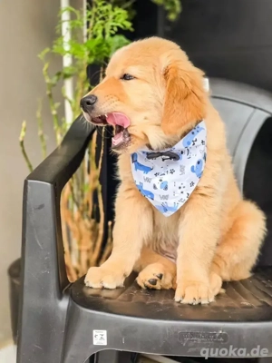 Golden Retriever Welpen abzugeben!