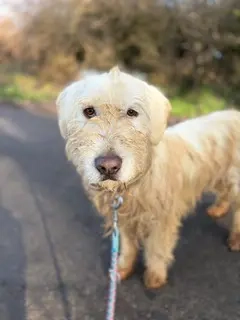 White, z. Zt. in Ungarn, unter dem Wuschelfell verbirgt sich ein zartes, anschmiegsames Kerlchen
