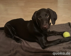 Argo - Deutsch Kurzhaar-Labrador-Mix 