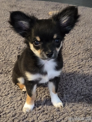 Chihuahua Langhaar Mädchen  5 Monate