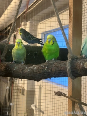 6 Wellensittiche 