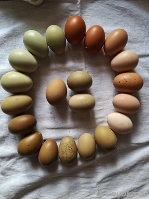 Buntleger Easterleger Hühner Mixe Bunte Eier Bruteier 