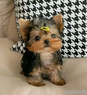 Yokie Zu Verkaufen