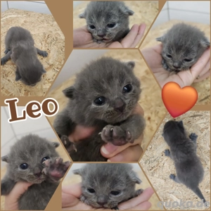 Tolle und seltene Rasse Mix Kitten Bombay Bkh noch ein kleiner Kater darf reserviert werden 