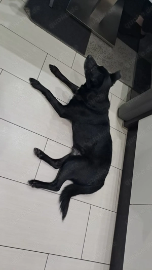 Finn sucht ein neues Zuhause 