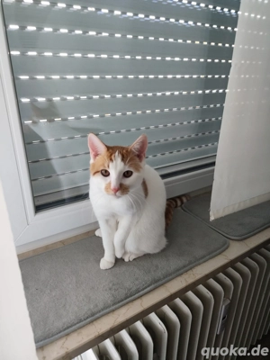 Brüder suchen liebevolles Zuhause 